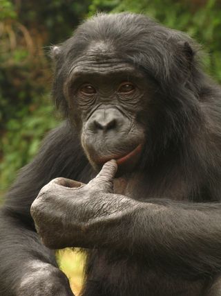Bonobos Rate Food on Scale From Bark to Grunt